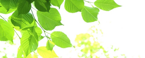 �n�b�s�[���[���̔��T�C�g��